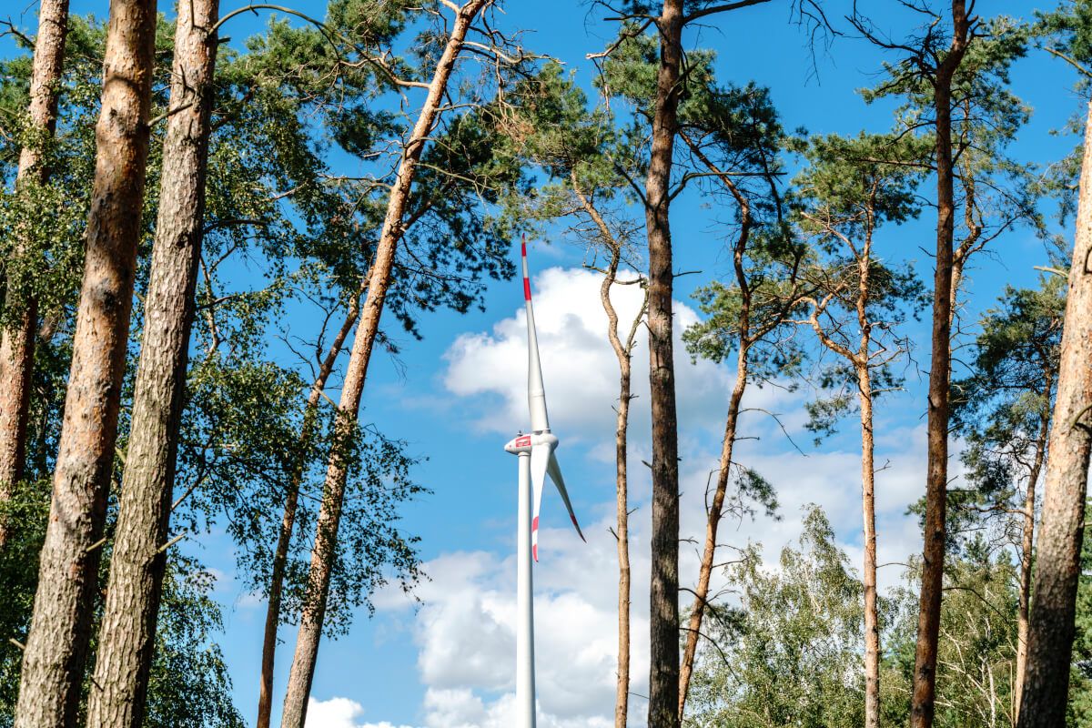 Wind im Wald Fläche